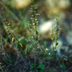 Scutellaria humilis (Dwarf Skullcap) at Conder, ACT - 20 Apr 2000 by michaelb