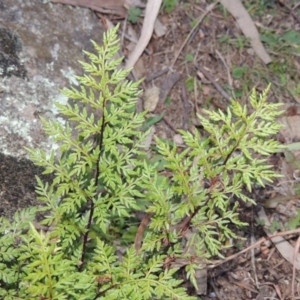 Cheilanthes austrotenuifolia at Theodore, ACT - 22 Jul 2014 06:21 PM