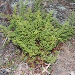 Cheilanthes austrotenuifolia at Theodore, ACT - 22 Jul 2014 06:21 PM