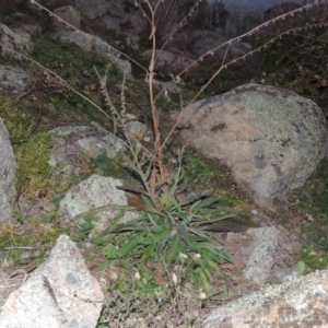 Cynoglossum australe at Theodore, ACT - 22 Jul 2014 06:37 PM