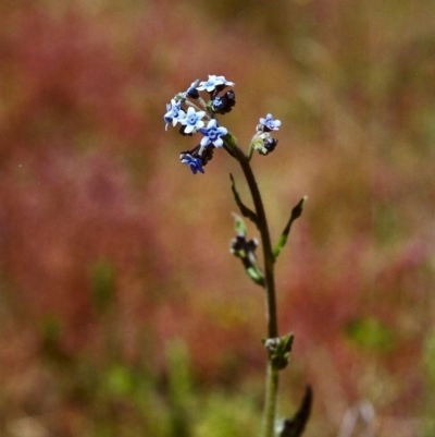 Cynoglossum australe (Australian Forget-me-not) at Conder, ACT - 26 Nov 1999 by michaelb