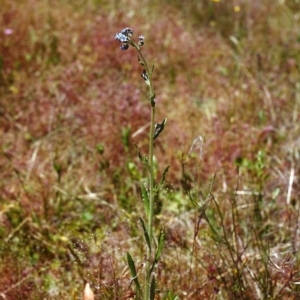 Cynoglossum australe at Conder, ACT - 27 Nov 1999