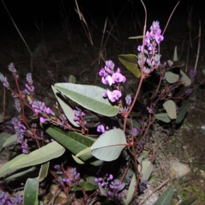 Hardenbergia violacea at Theodore, ACT - 22 Jul 2014 07:36 PM