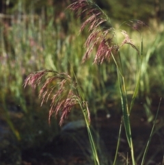 Phragmites australis (Common Reed) at Paddys River, ACT - 2 Mar 2007 by MichaelBedingfield