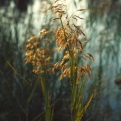 Phragmites australis (Common Reed) at Gordon, ACT - 11 Apr 2007 by michaelb