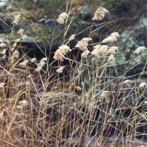 Phragmites australis at Conder, ACT - 10 Jul 2001