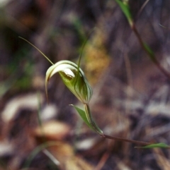 Diplodium ampliatum (Large Autumn Greenhood) at Conder, ACT - 2 Mar 2002 by MichaelBedingfield