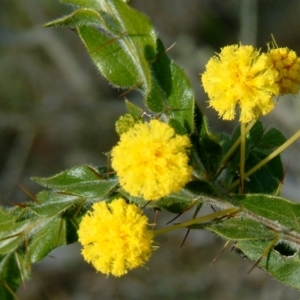 Acacia paradoxa at Hackett, ACT - 23 Jul 2014