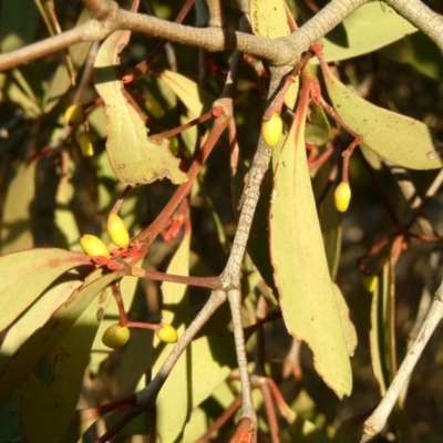 Muellerina eucalyptoides (Creeping Mistletoe) at Wanniassa Hill - 23 Jul 2014 by julielindner