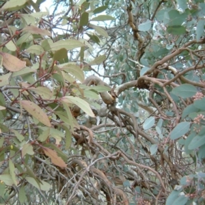 Muellerina eucalyptoides at Wanniassa Hill - 24 Jul 2014