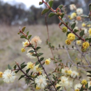 Acacia gunnii at Conder, ACT - 24 Jul 2014 05:31 PM