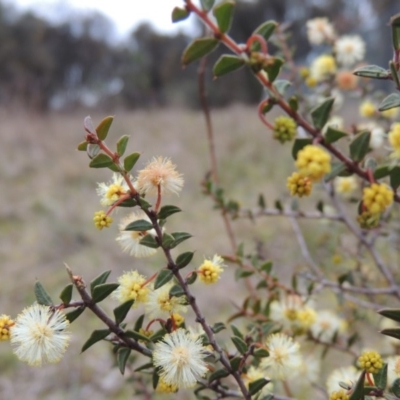 Acacia gunnii (Ploughshare Wattle) at Tuggeranong Hill - 24 Jul 2014 by michaelb