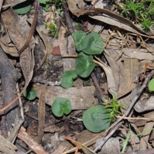 Corysanthes hispida at Conder, ACT - suppressed