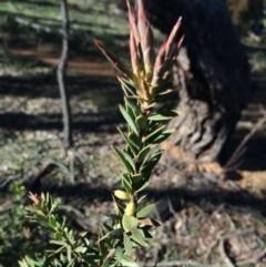 Styphelia triflora (Five-corners) at Watson, ACT - 27 Jul 2014 by AaronClausen