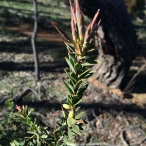 Styphelia triflora at Watson, ACT - 27 Jul 2014 10:14 AM