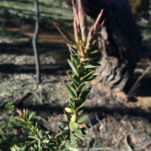 Styphelia triflora at Watson, ACT - 27 Jul 2014