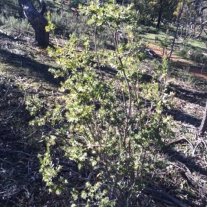 Styphelia triflora at Watson, ACT - 27 Jul 2014 10:14 AM
