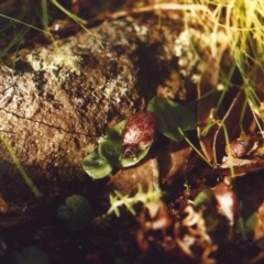 Corysanthes hispida at Conder, ACT - suppressed