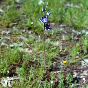 Thelymitra nuda at Conder, ACT - suppressed