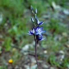 Thelymitra nuda at Conder, ACT - suppressed