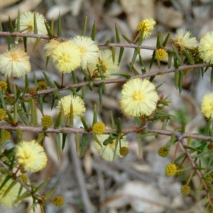 Acacia ulicifolia at Wanniassa Hill - 24 Jul 2014