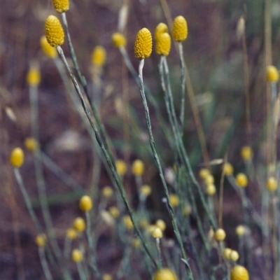 Calocephalus citreus (Lemon Beauty Heads) at Kambah, ACT - 26 Dec 2004 by MichaelBedingfield