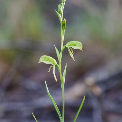 Bunochilus umbrinus (Broad-sepaled Leafy Greenhood) at Canberra Central, ACT - 24 Jul 2014 by TobiasHayashi