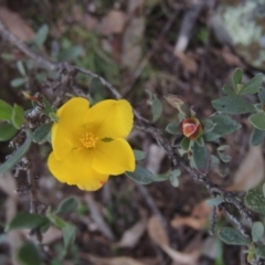 Hibbertia obtusifolia (Grey Guinea-flower) at Conder, ACT - 27 Jul 2014 by michaelb