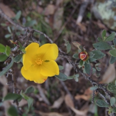 Hibbertia obtusifolia (Grey Guinea-flower) at Conder, ACT - 27 Jul 2014 by MichaelBedingfield