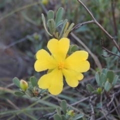 Hibbertia obtusifolia (Grey Guinea-flower) at Pine Island to Point Hut - 29 Apr 2014 by michaelb