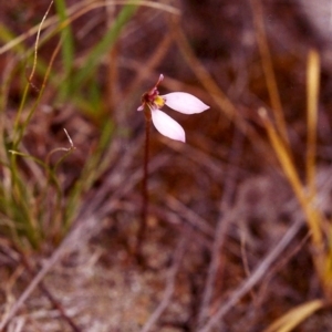 Eriochilus cucullatus at Conder, ACT - 25 Mar 2000