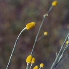 Calocephalus citreus (Lemon Beauty Heads) at Conder, ACT - 4 Jan 2002 by MichaelBedingfield