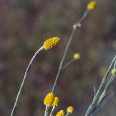 Calocephalus citreus (Lemon Beauty Heads) at Conder, ACT - 3 Jan 2002 by michaelb