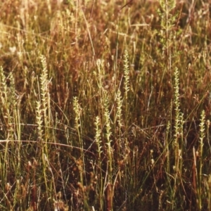 Microtis unifolia at Theodore, ACT - suppressed