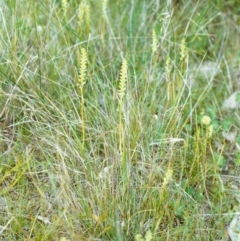 Microtis unifolia (Common Onion Orchid) at Conder, ACT - 8 Nov 1999 by michaelb