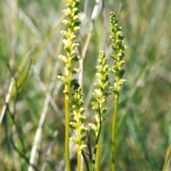 Microtis unifolia (Common Onion Orchid) at Barneys Hill/Mt Stranger - 28 Oct 1999 by MichaelBedingfield