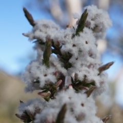 Styphelia attenuata (Small-leaved Beard Heath) at Canberra Central, ACT - 2 Aug 2014 by AaronClausen