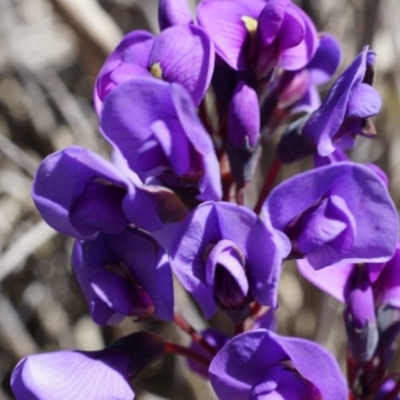 Hardenbergia violacea (False Sarsaparilla) at Canberra Central, ACT - 2 Aug 2014 by AaronClausen