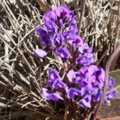 Hardenbergia violacea at Canberra Central, ACT - 2 Aug 2014