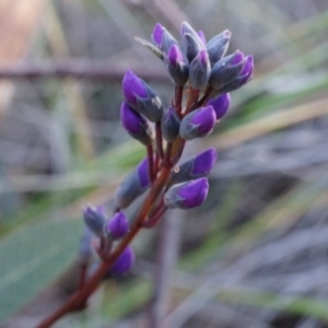 Hardenbergia violacea at Canberra Central, ACT - 2 Aug 2014 11:40 AM