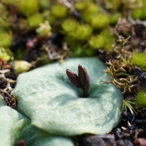 Cyrtostylis reniformis at suppressed - 2 Aug 2014