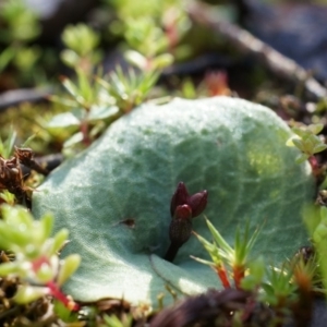 Cyrtostylis reniformis at suppressed - 2 Aug 2014