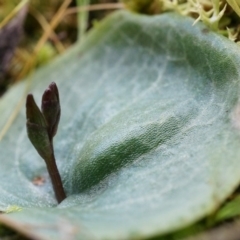 Cyrtostylis reniformis (Common Gnat Orchid) by AaronClausen