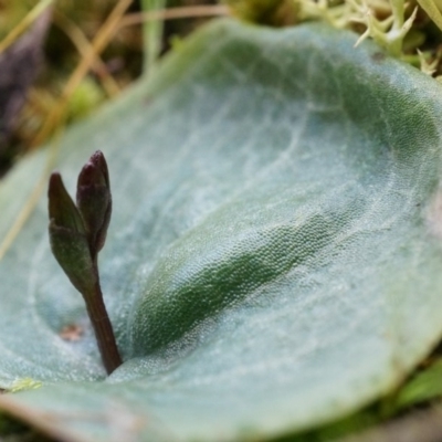 Cyrtostylis reniformis (Common Gnat Orchid) at Canberra Central, ACT - 2 Aug 2014 by AaronClausen