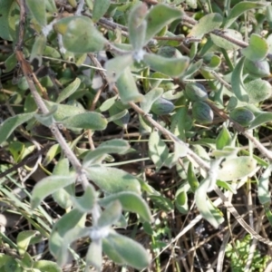 Persoonia rigida at Canberra Central, ACT - 2 Aug 2014 12:31 PM