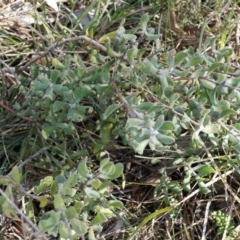 Persoonia rigida at Canberra Central, ACT - 2 Aug 2014 12:31 PM