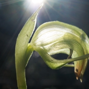 Pterostylis nutans at Canberra Central, ACT - 2 Aug 2014
