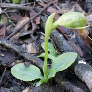 Pterostylis nutans at Canberra Central, ACT - 2 Aug 2014