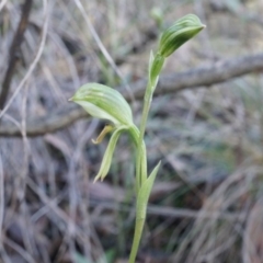 Bunochilus umbrinus (ACT) = Pterostylis umbrina (NSW) (Broad-sepaled Leafy Greenhood) by AaronClausen