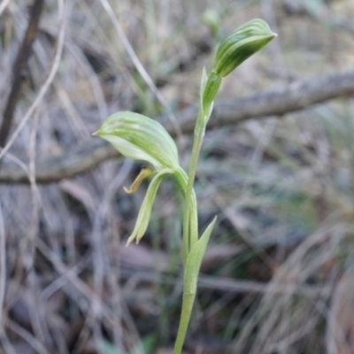 Bunochilus umbrinus (ACT) = Pterostylis umbrina (NSW) (Broad-sepaled Leafy Greenhood) by AaronClausen